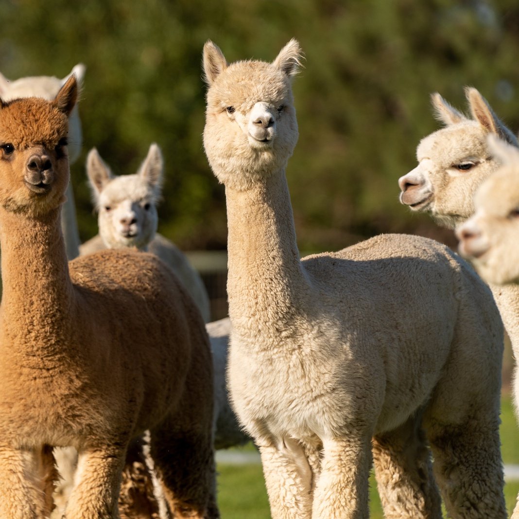 Capas Alpaca 4 seizoens Dekbed